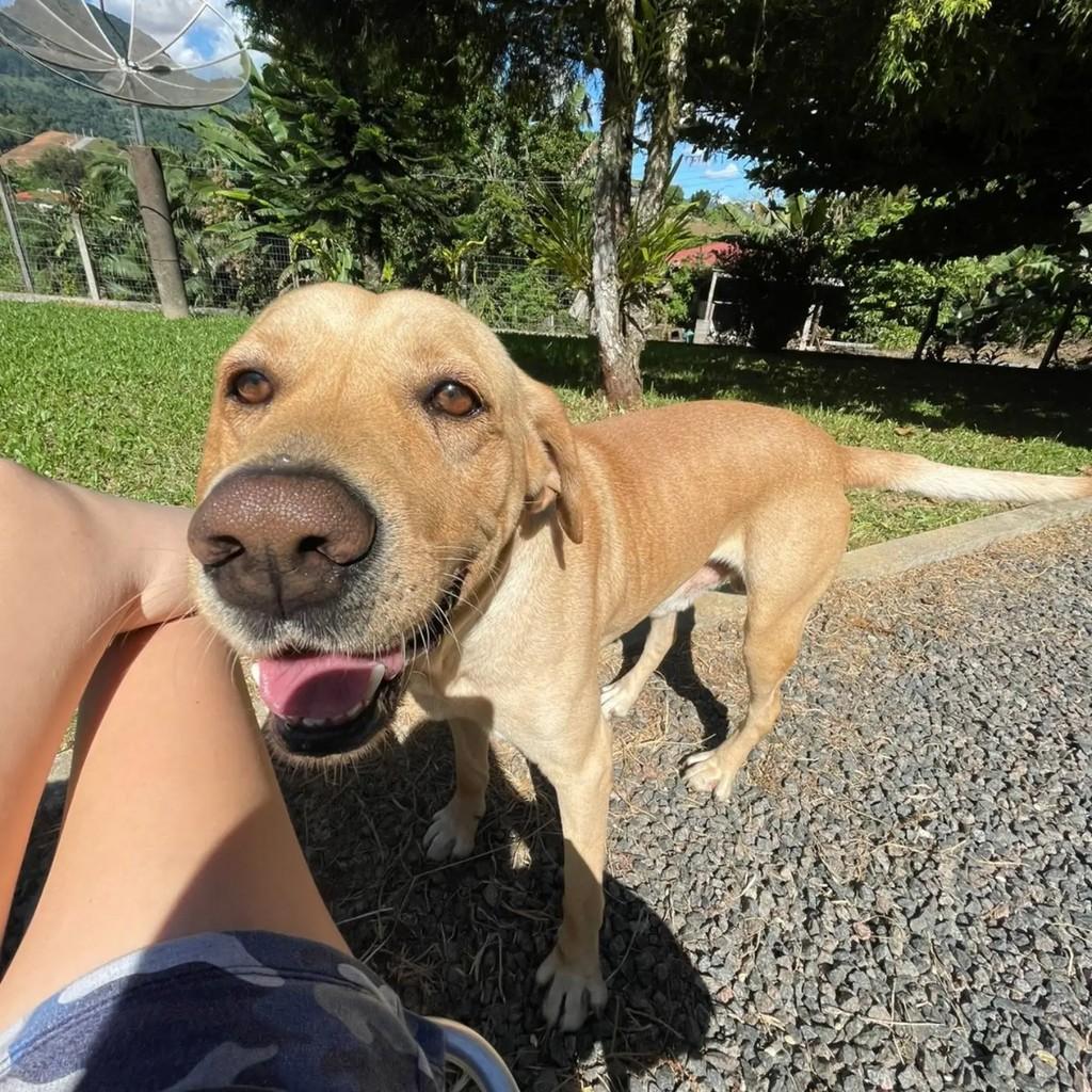 Spike, cachorro de porte médio para adoção em Blumenau - SC