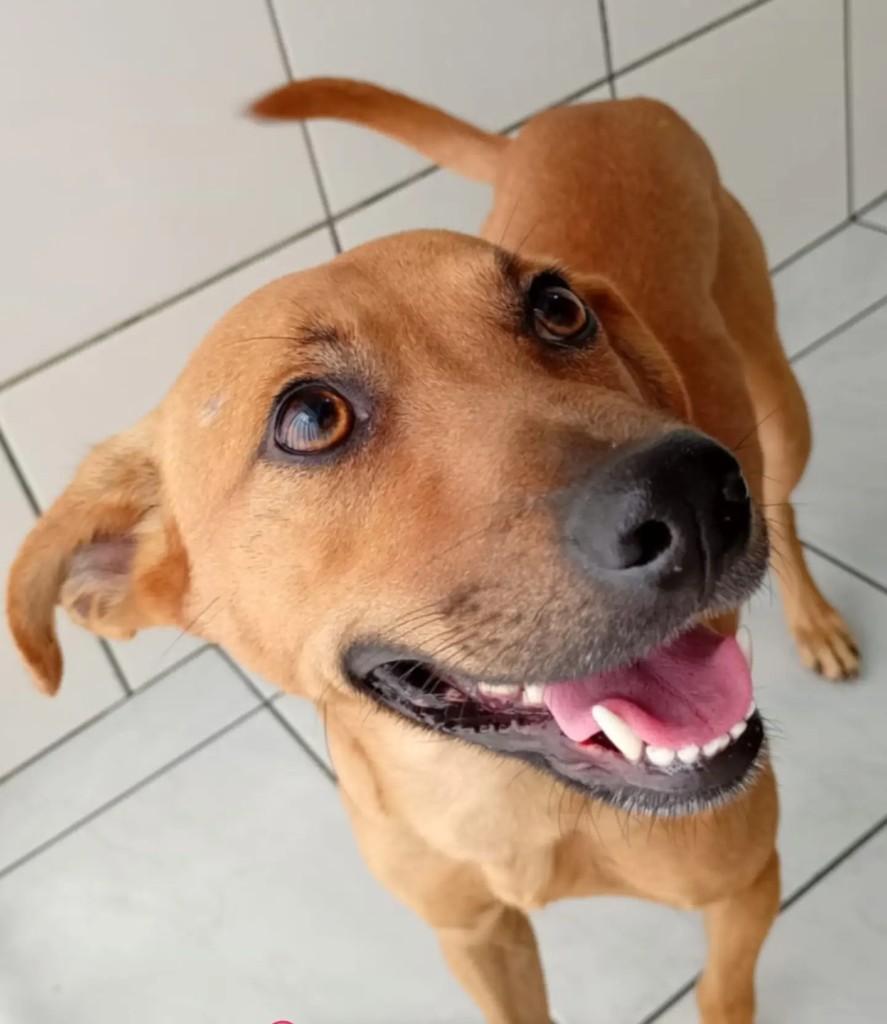 Apolo, cachorro de porte grande para adoção em Blumenau - SC