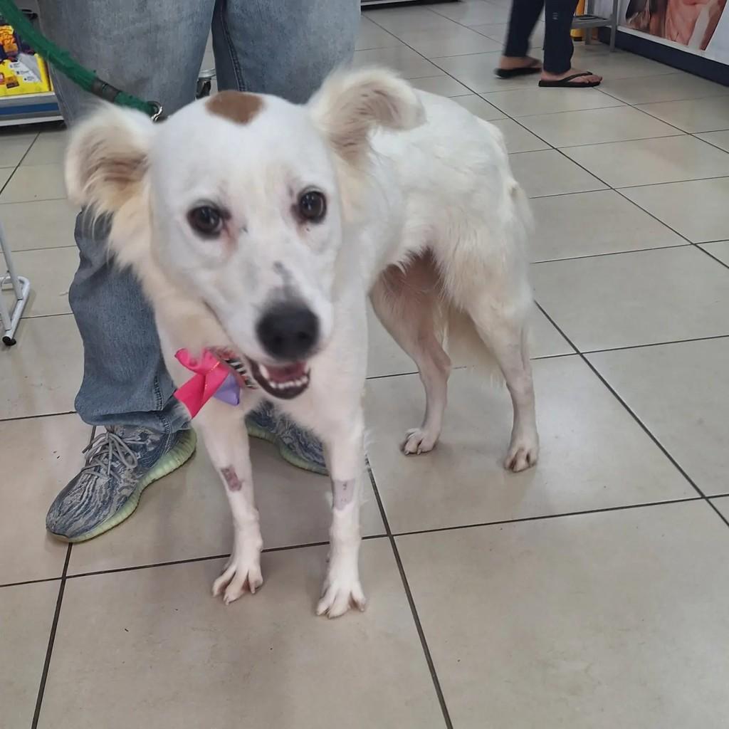 Clara, cadela de porte pequeno para adoção em Blumenau - SC