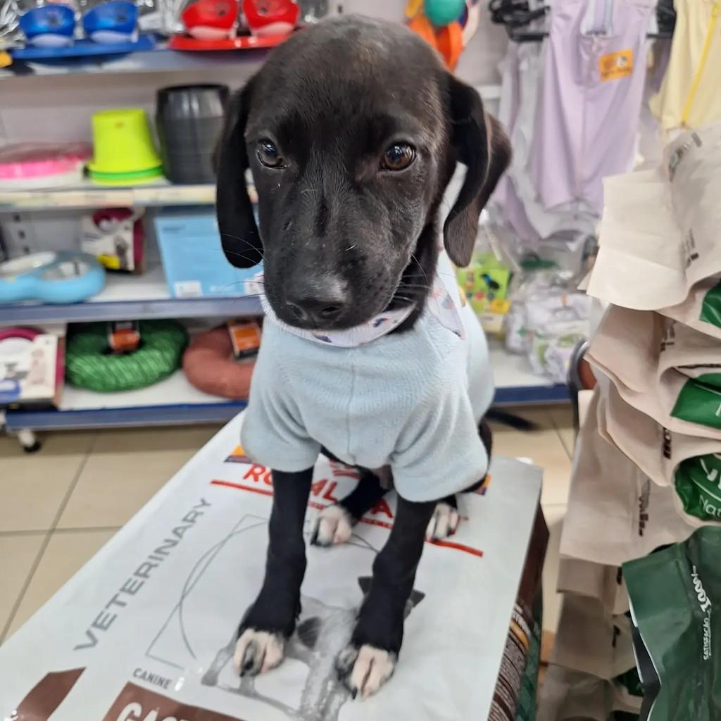 Joe, cachorro de porte médio para adoção em Blumenau - SC