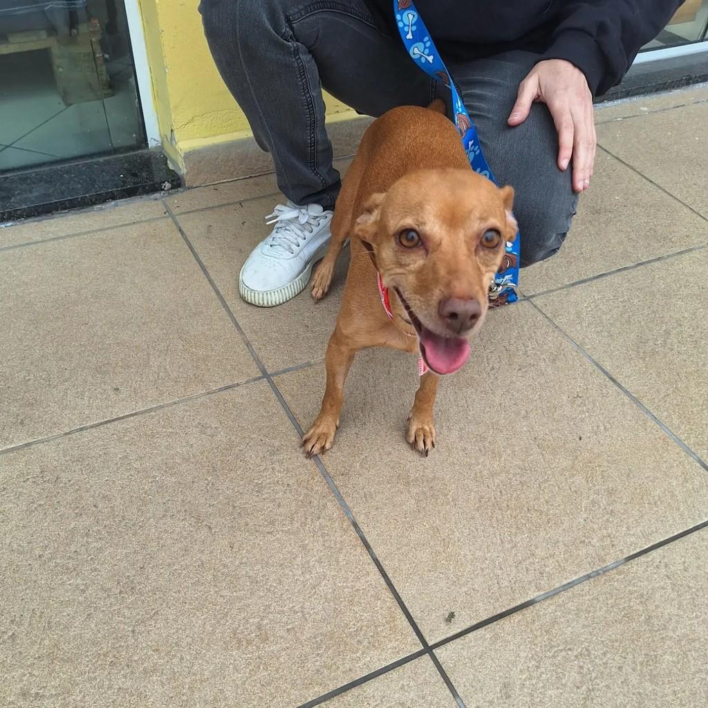 Sofia, cadela de porte pequeno para adoção em Blumenau - SC