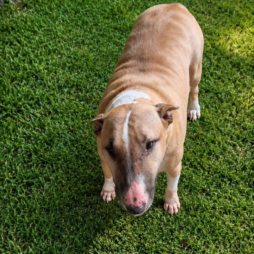 Kakash, cachorro de porte médio para adoção em Blumenau - SC