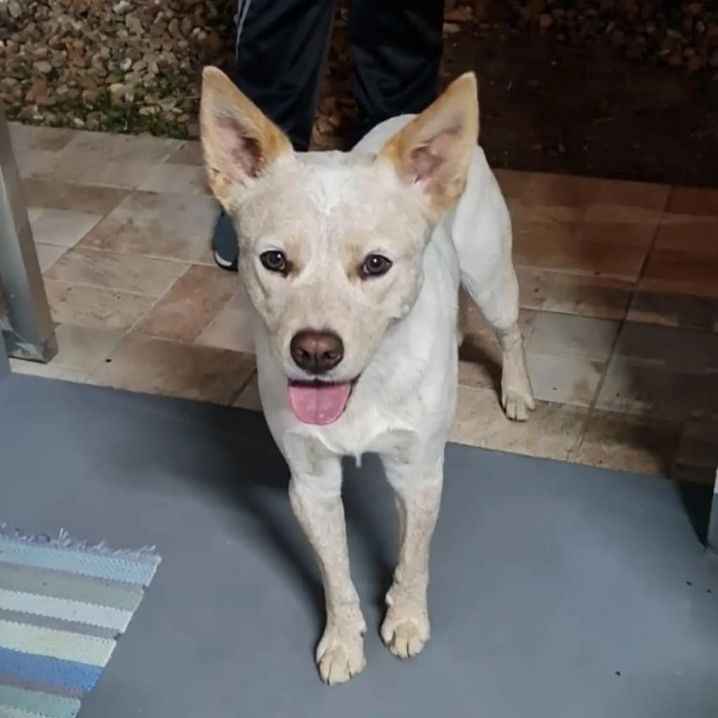 Red Heeler, cachorro de porte grande para adoção em Blumenau - SC