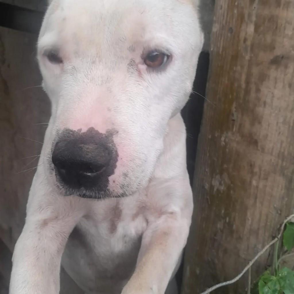 Zeus, cachorro de porte médio para adoção em Blumenau - SC