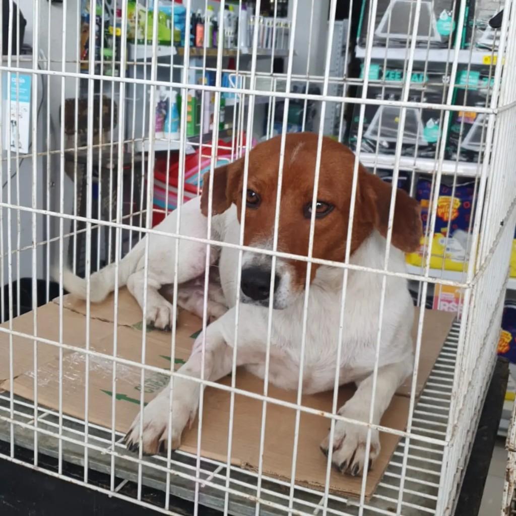 Lucky, cachorro de porte pequeno para adoção em Blumenau - SC