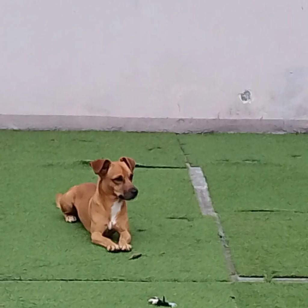 Scooby, cachorro de porte pequeno para adoção em Blumenau - SC