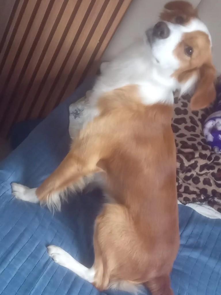 Toby, cachorro de porte pequeno para adoção em Blumenau - SC
