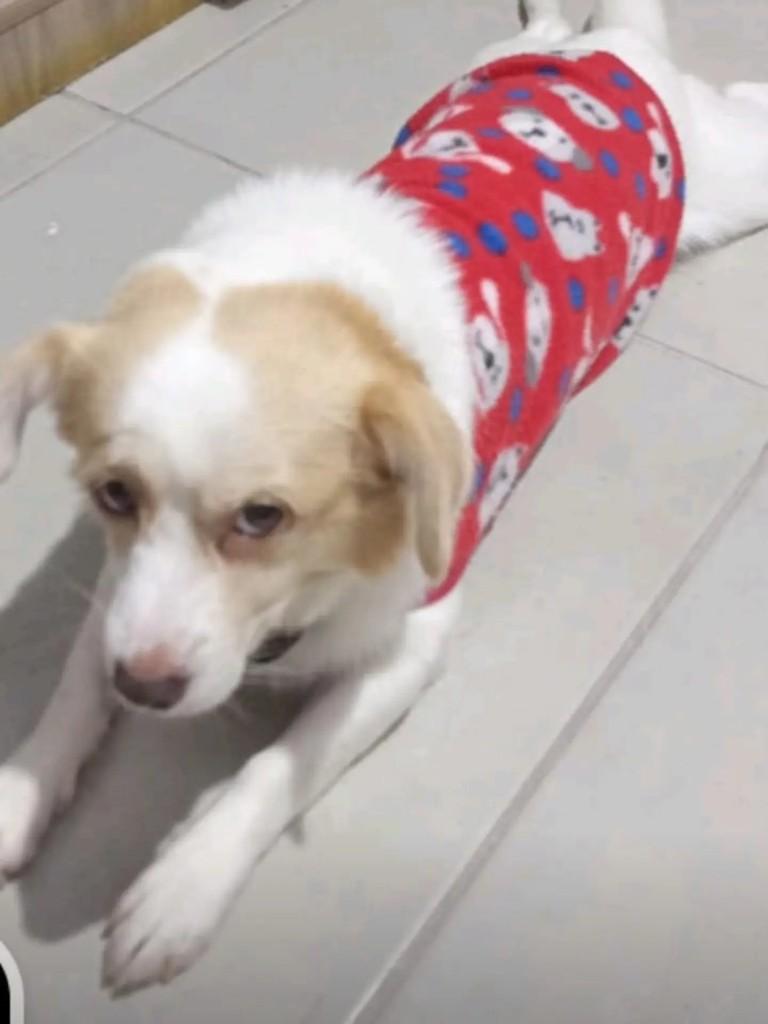 Noah, cachorro de porte médio para adoção em Blumenau - SC