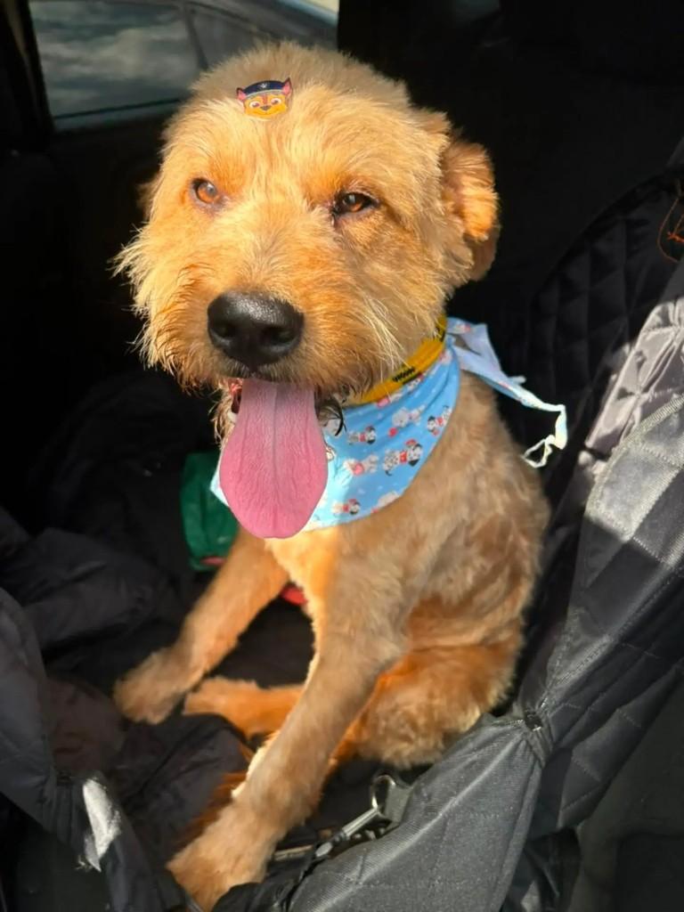 Tobias, cachorro de porte médio para adoção em Blumenau - SC