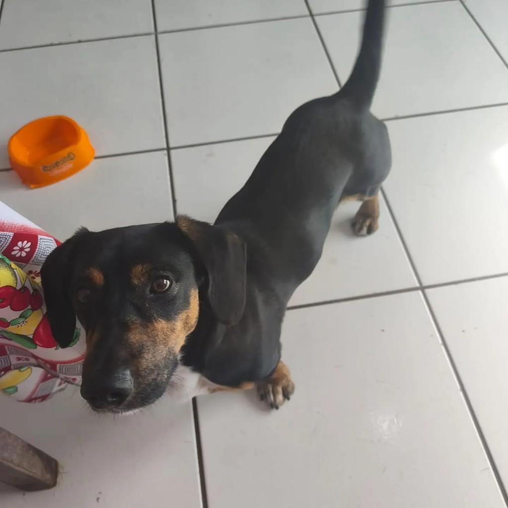 Sabu, cachorro de porte pequeno para adoção em Blumenau - SC