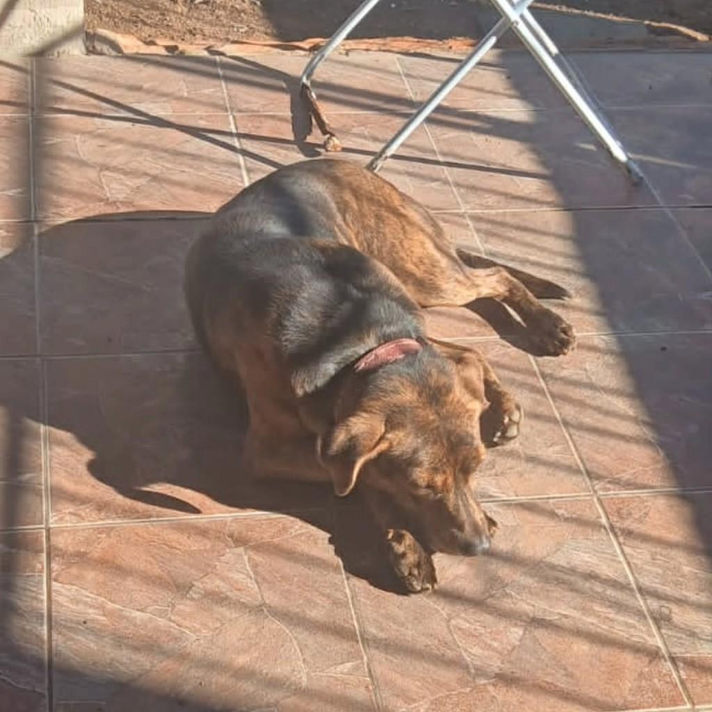 Max, cachorro de porte médio para adoção em Blumenau - SC