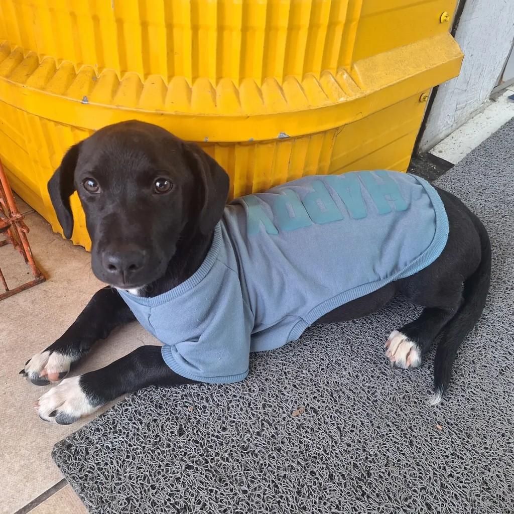 Pretinho, cachorro de porte médio para adoção em Blumenau - SC