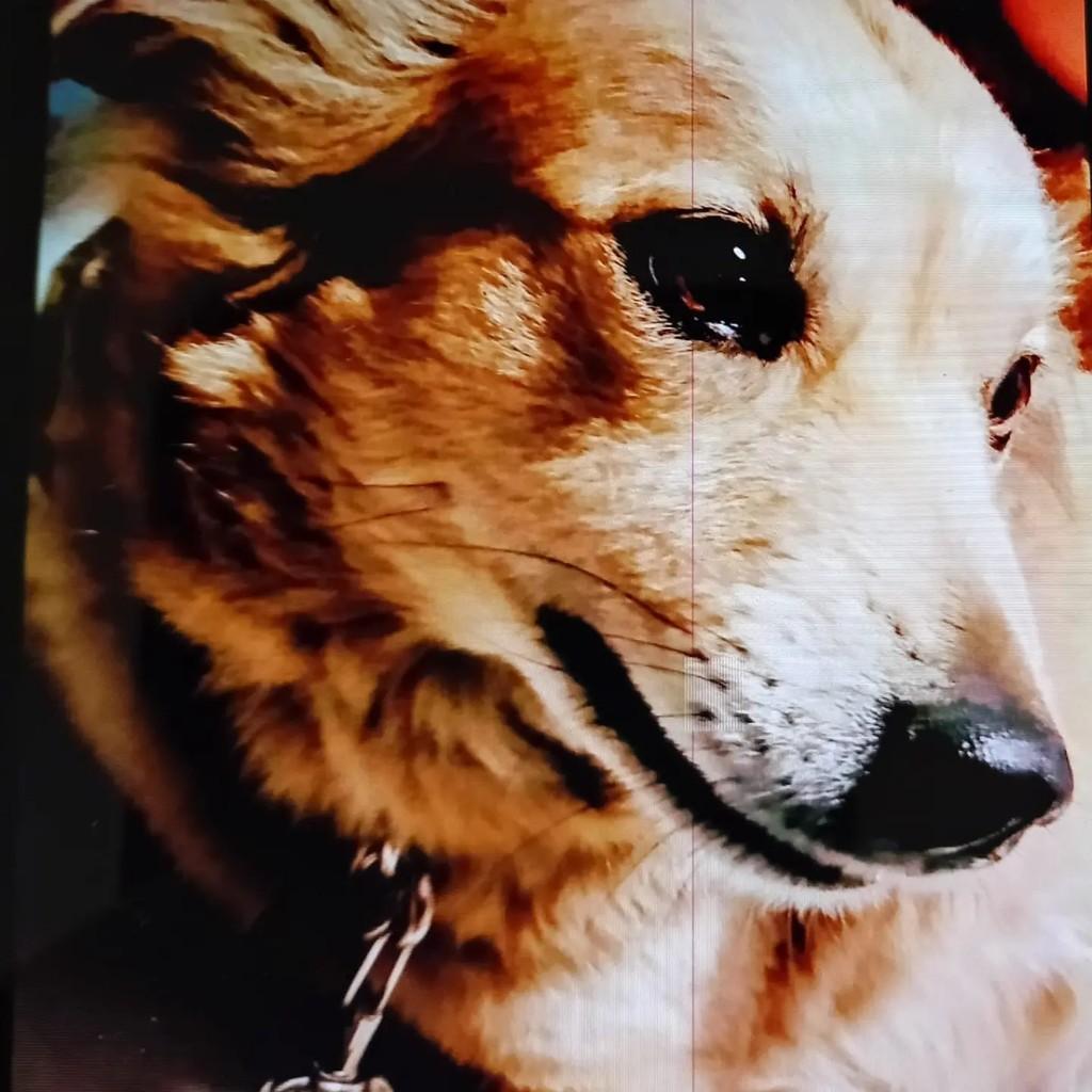 Mel, cadela de porte médio para adoção em Blumenau - SC