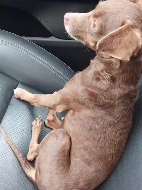 Vilma, cadela de porte pequeno para adoção em Blumenau - SC