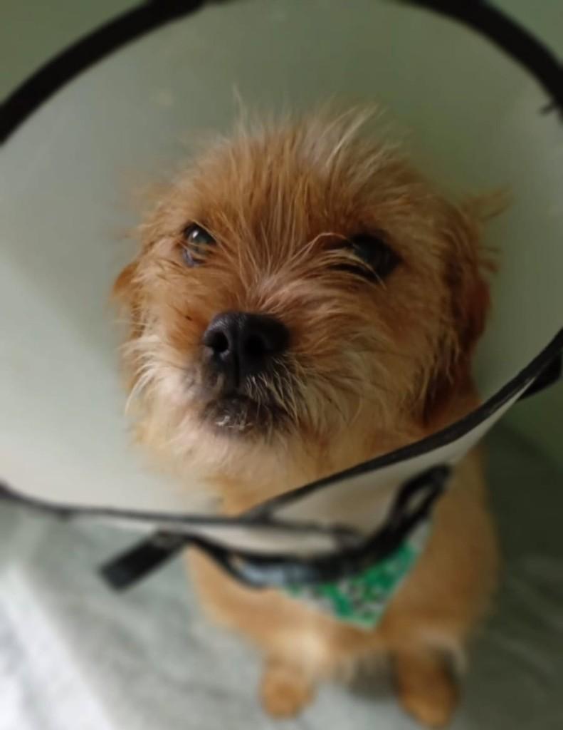 Cacau, cachorro de porte pequeno para adoção em Blumenau - SC