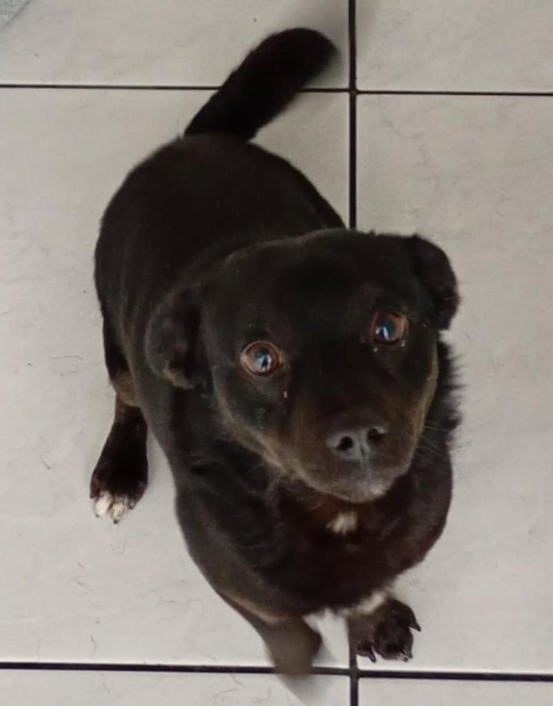 Theo, cachorro de porte pequeno para adoção em Blumenau - SC
