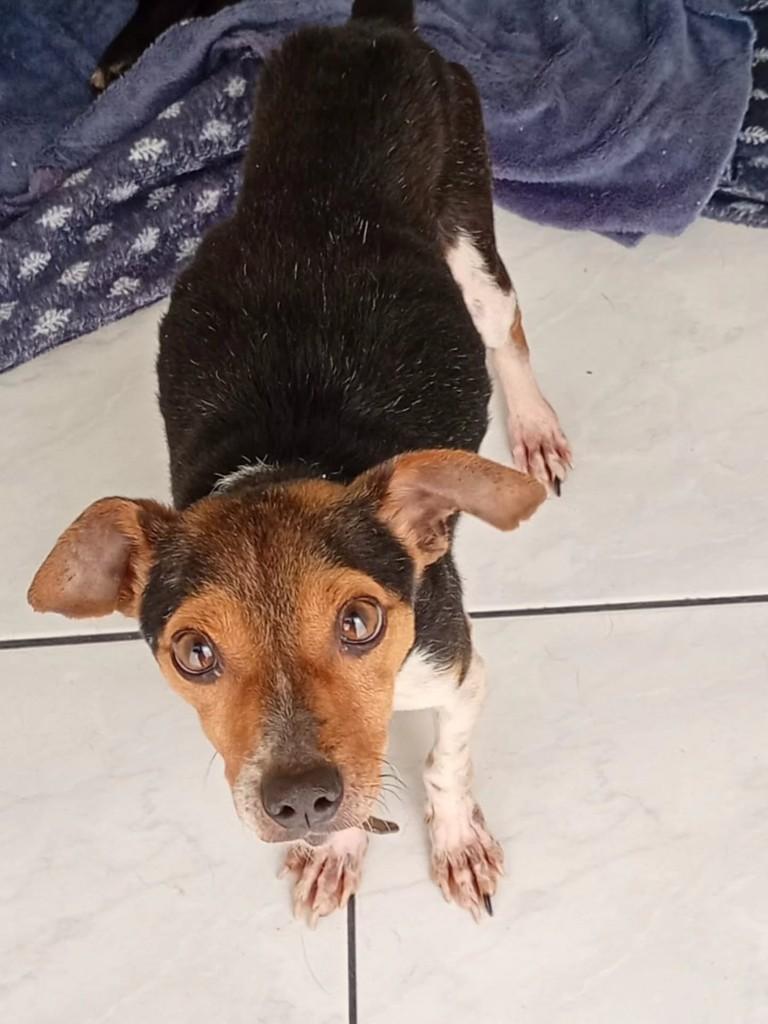 Túlio, cachorro de porte pequeno para adoção em Blumenau - SC
