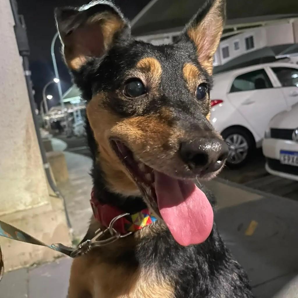 Nescau, cachorro de porte pequeno para adoção em Blumenau - SC
