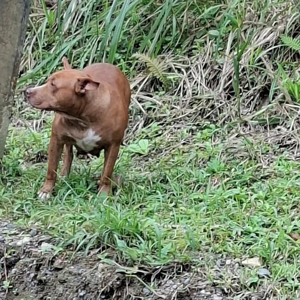 Pitbull fêmea, cadela de porte médio para adoção em Blumenau - SC