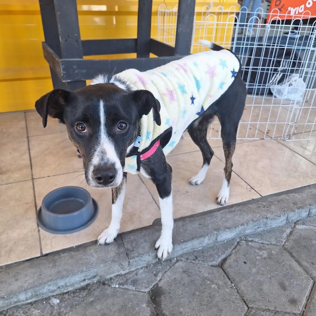 Ayka, cadela de porte médio para adoção em Blumenau - SC