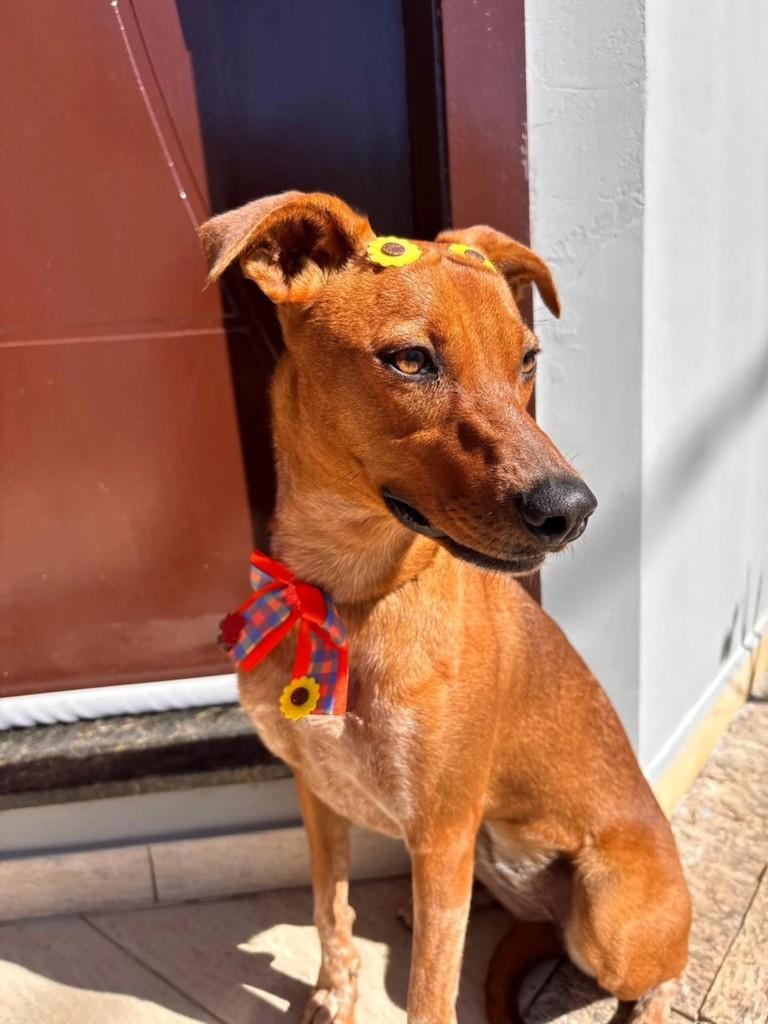 Flor, cachorro de porte médio para adoção em Blumenau - SC