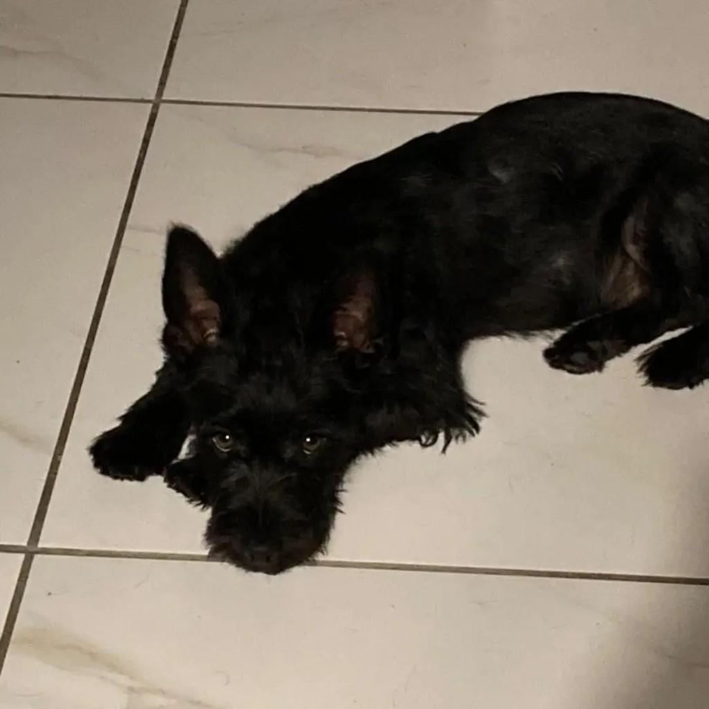 Sirius, cachorro de porte médio para adoção em Blumenau - SC
