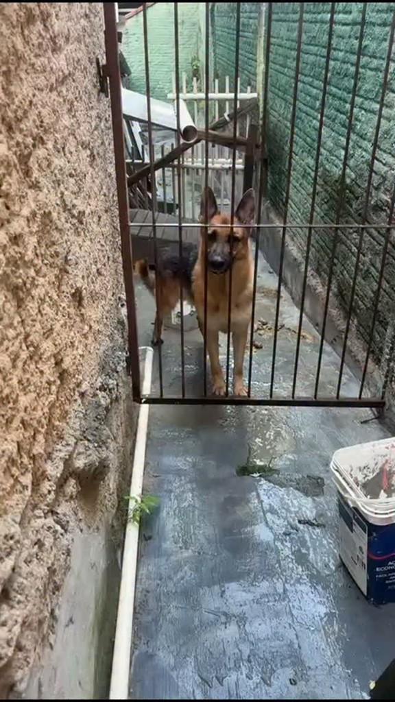 Sansão, cachorro de porte grande para adoção em Blumenau - SC