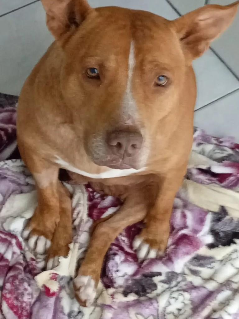 Shena, cadela de porte médio para adoção em Blumenau - SC