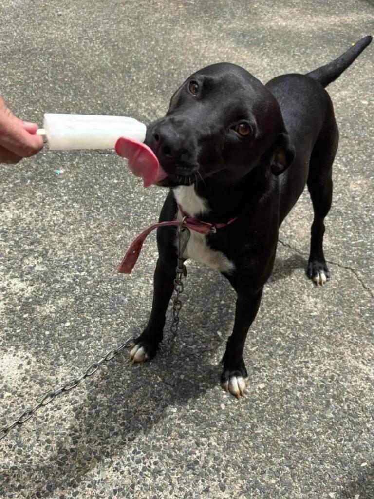 Lali, cachorro de porte médio para adoção em Blumenau - SC
