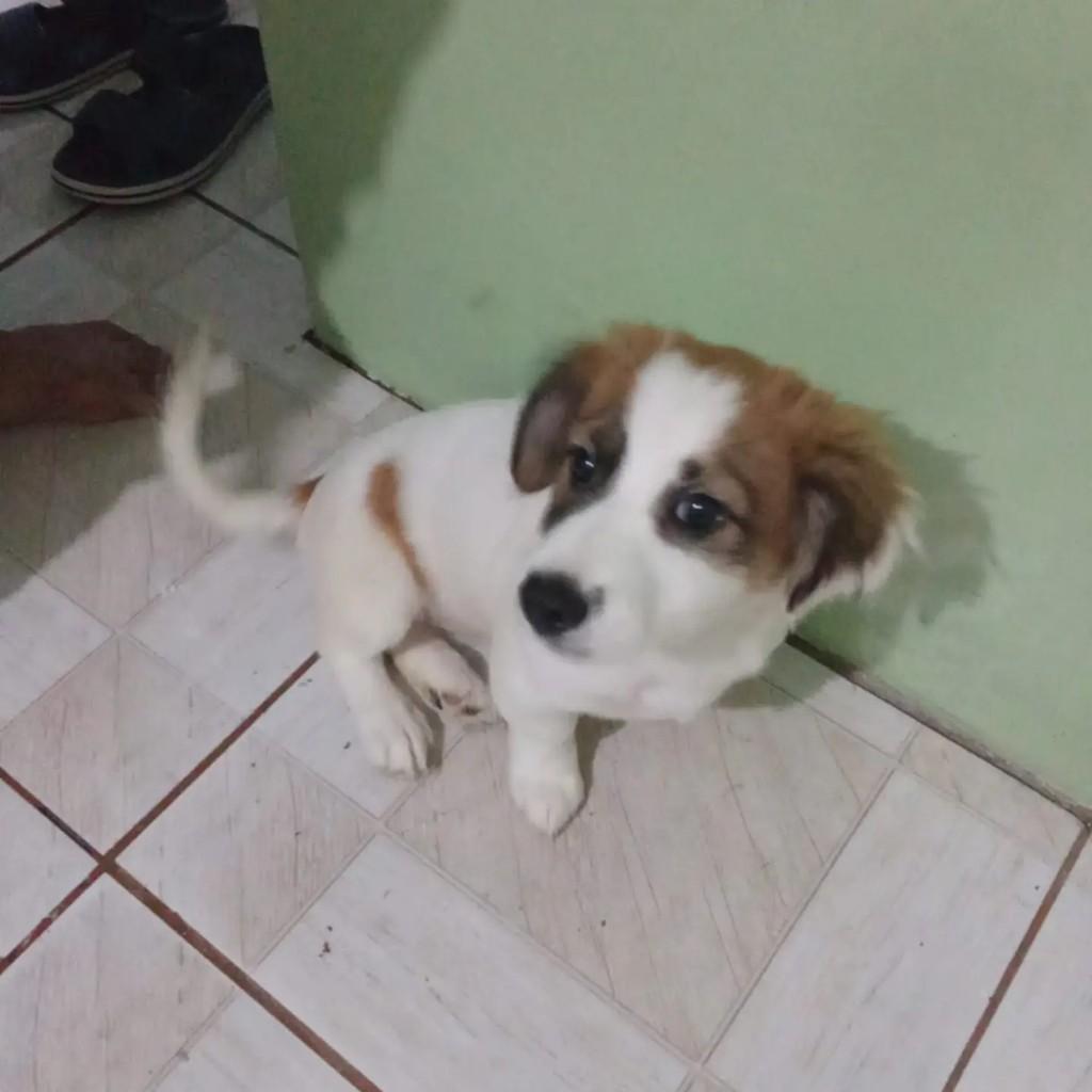 Branca, cachorro de porte pequeno para adoção em Blumenau - SC