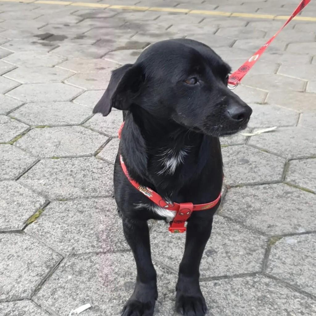 Pretinho, cachorro de porte médio para adoção em Blumenau - SC