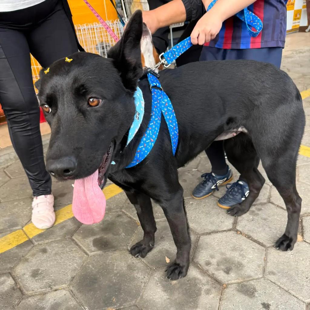 Pantera, cadela de porte médio para adoção em Blumenau - SC