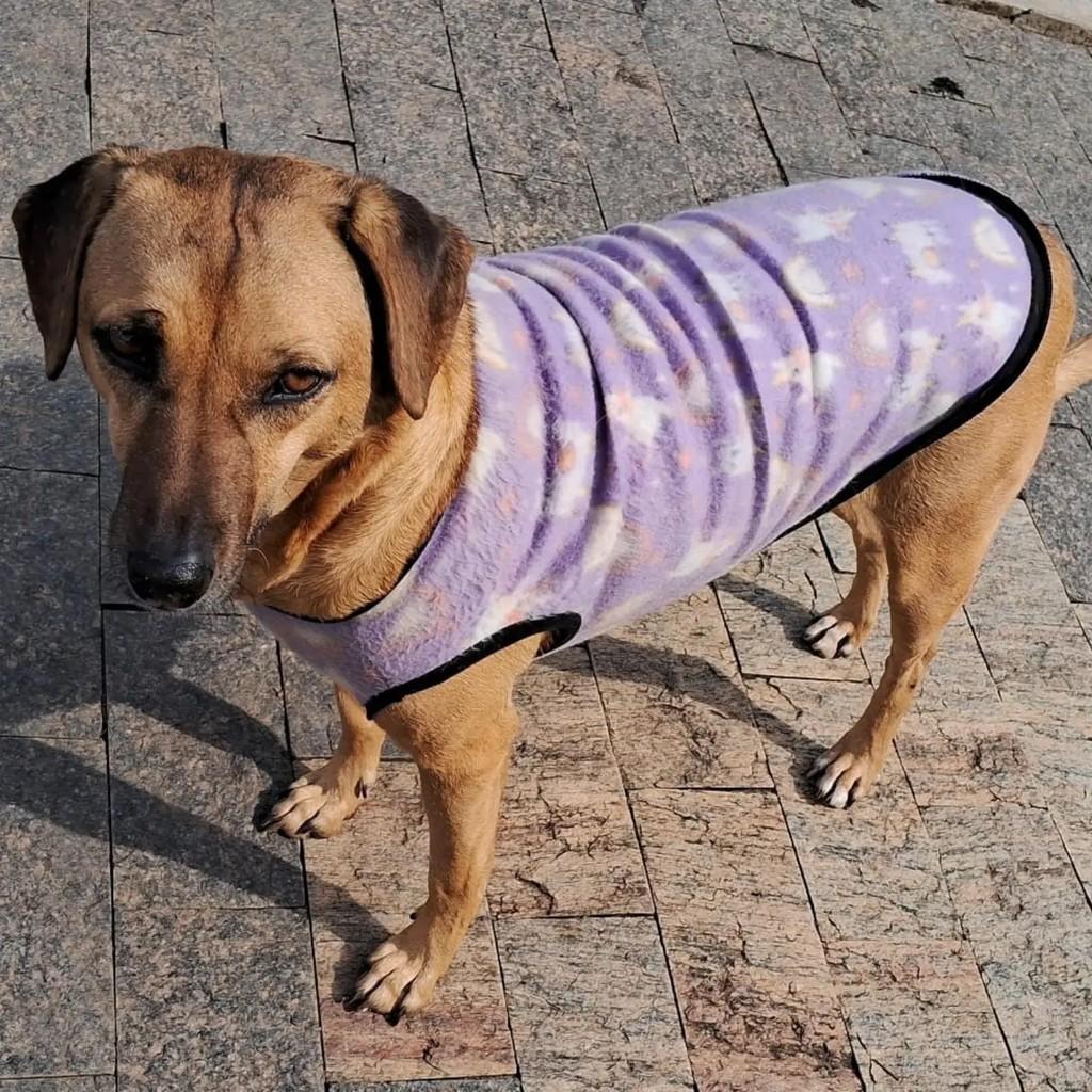 Zu, cachorro de porte médio para adoção em Blumenau - SC