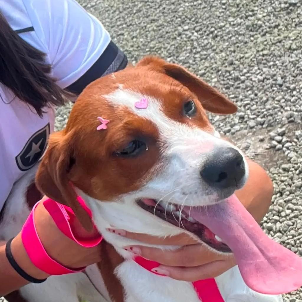 Mabel, cadela de porte pequeno para adoção em Blumenau - SC