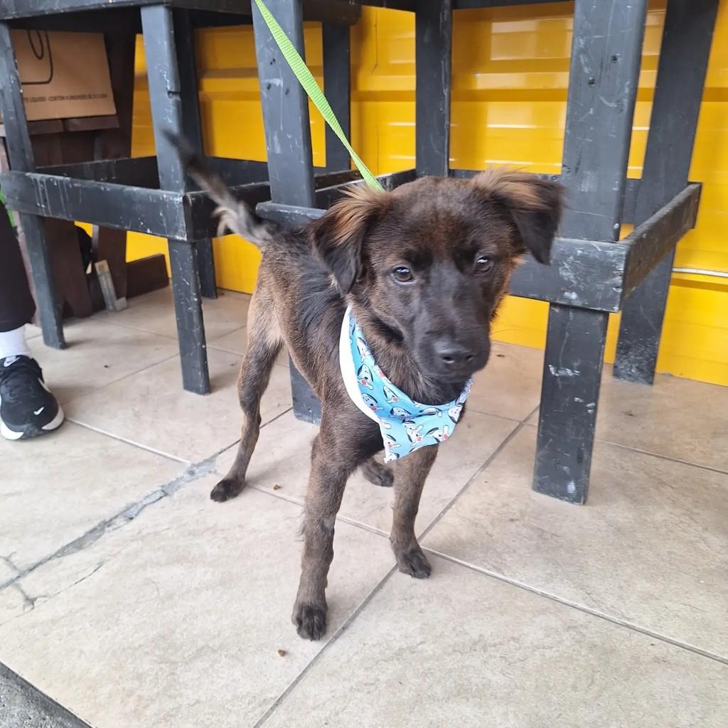 Billy, cachorro de porte pequeno para adoção em Blumenau - SC