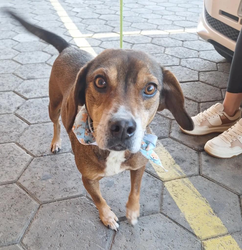 Nico, cachorro de porte médio para adoção em Blumenau - SC