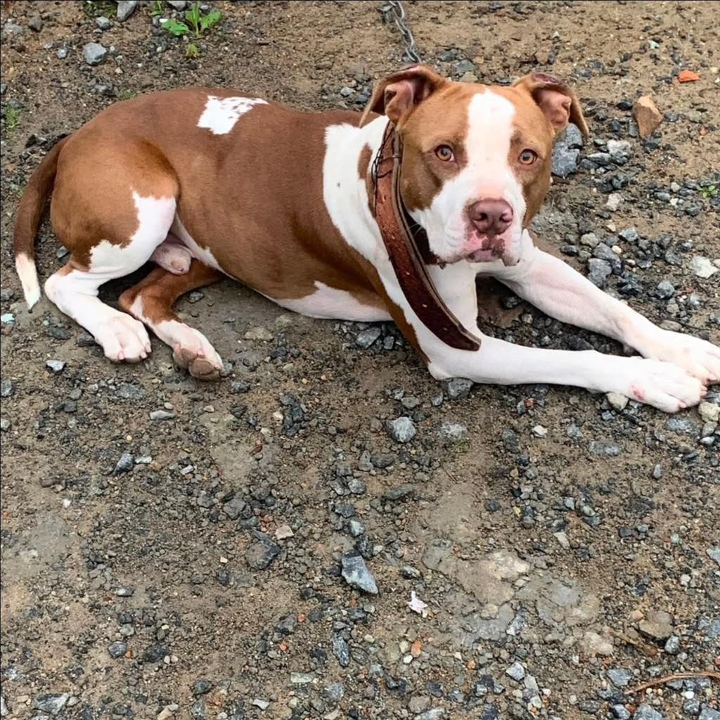 Simba, cachorro de porte médio para adoção em Blumenau - SC