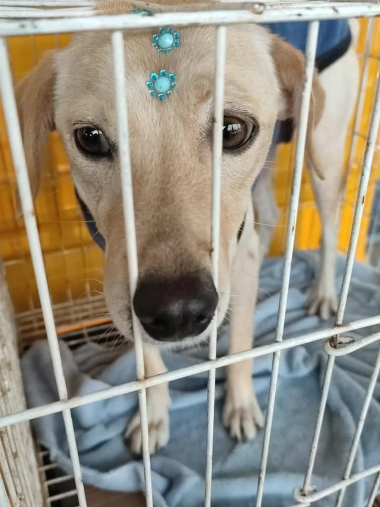 Molly, cadela de porte médio para adoção em Blumenau - SC
