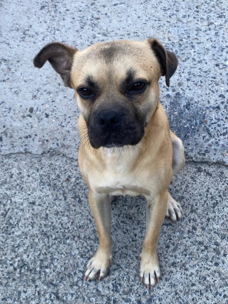 Eduard, cachorro de porte pequeno para adoção em Blumenau - SC