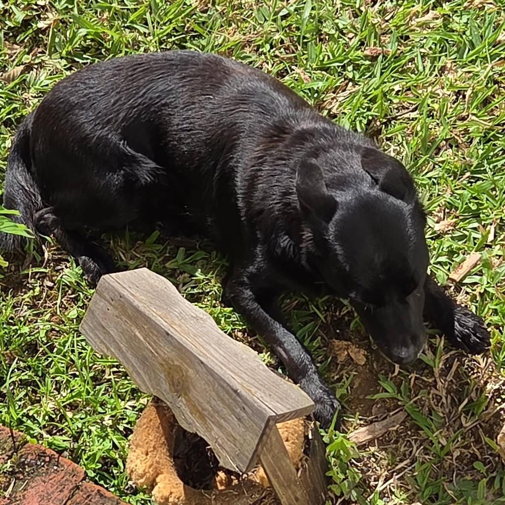 Preciosa, cachorro de porte pequeno para adoção em Blumenau - SC