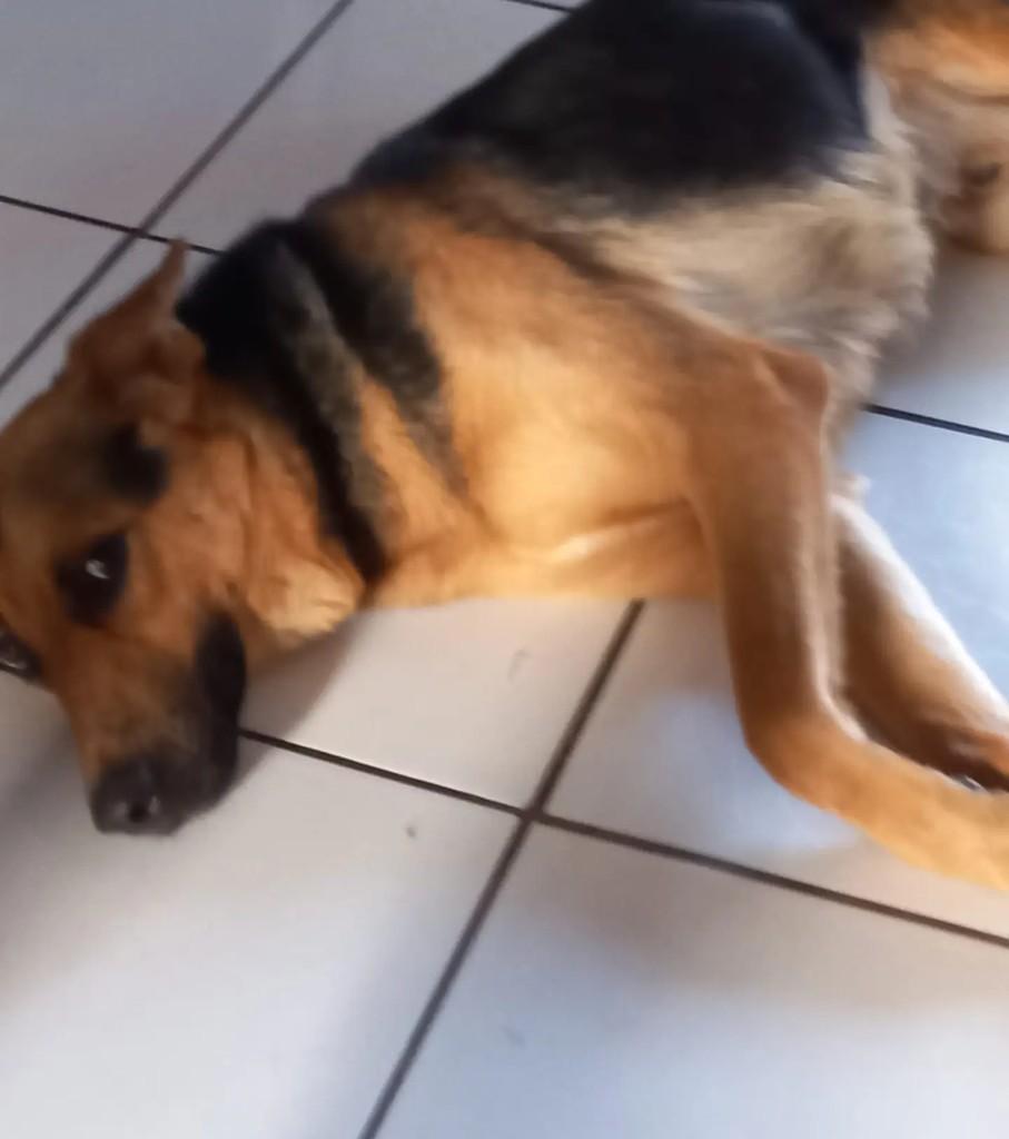 Thor, cachorro de porte grande para adoção em Blumenau - SC