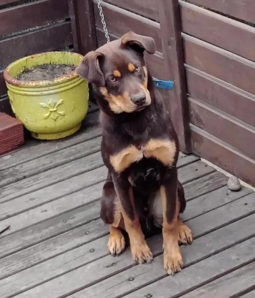 Filhotão, cachorro de porte médio para adoção em Blumenau - SC