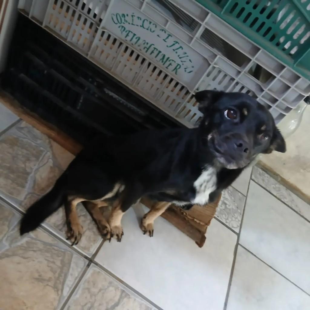 Pretinha, cadela de porte pequeno para adoção em Blumenau - SC