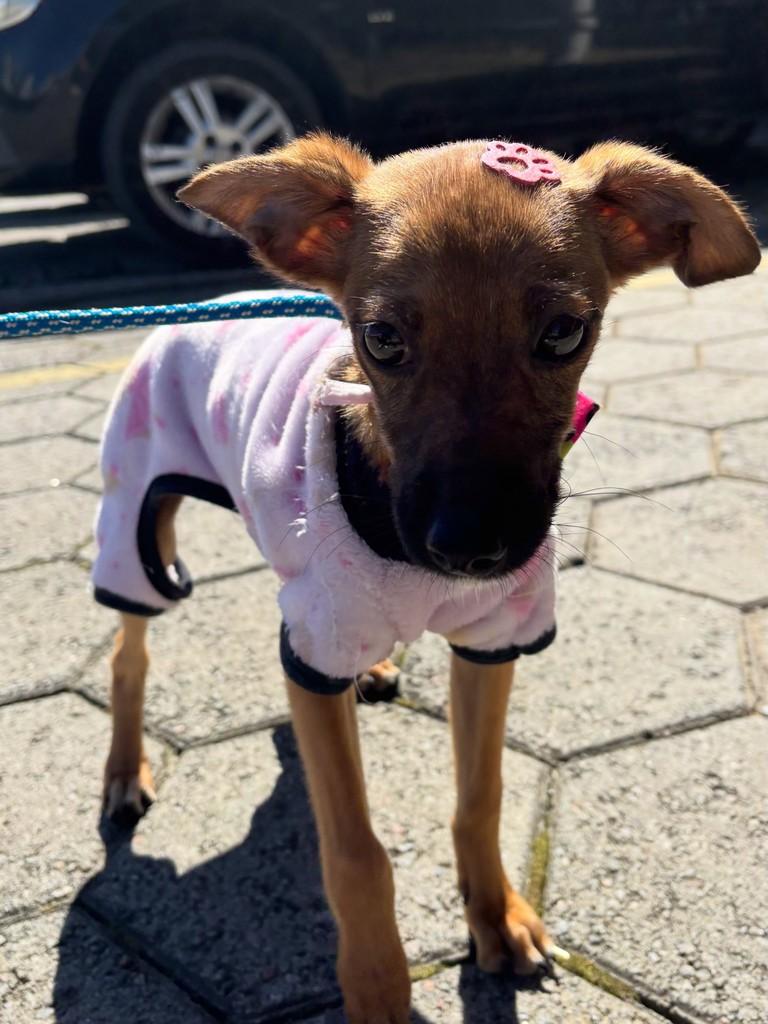 LiLi, cadela de porte pequeno para adoção em Blumenau - SC
