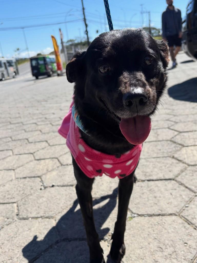 Lara, cachorro de porte médio para adoção em Blumenau - SC