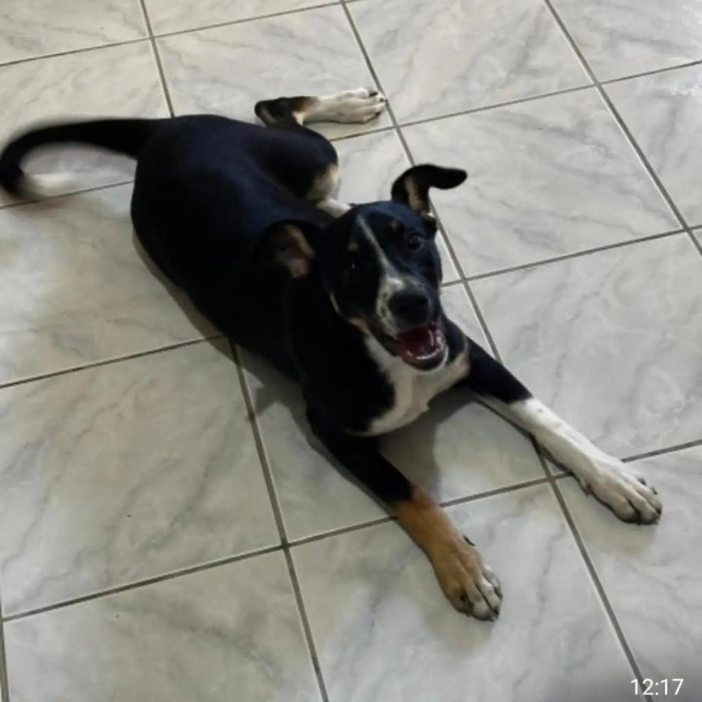 Laika, cadela de porte grande para adoção em Blumenau - SC