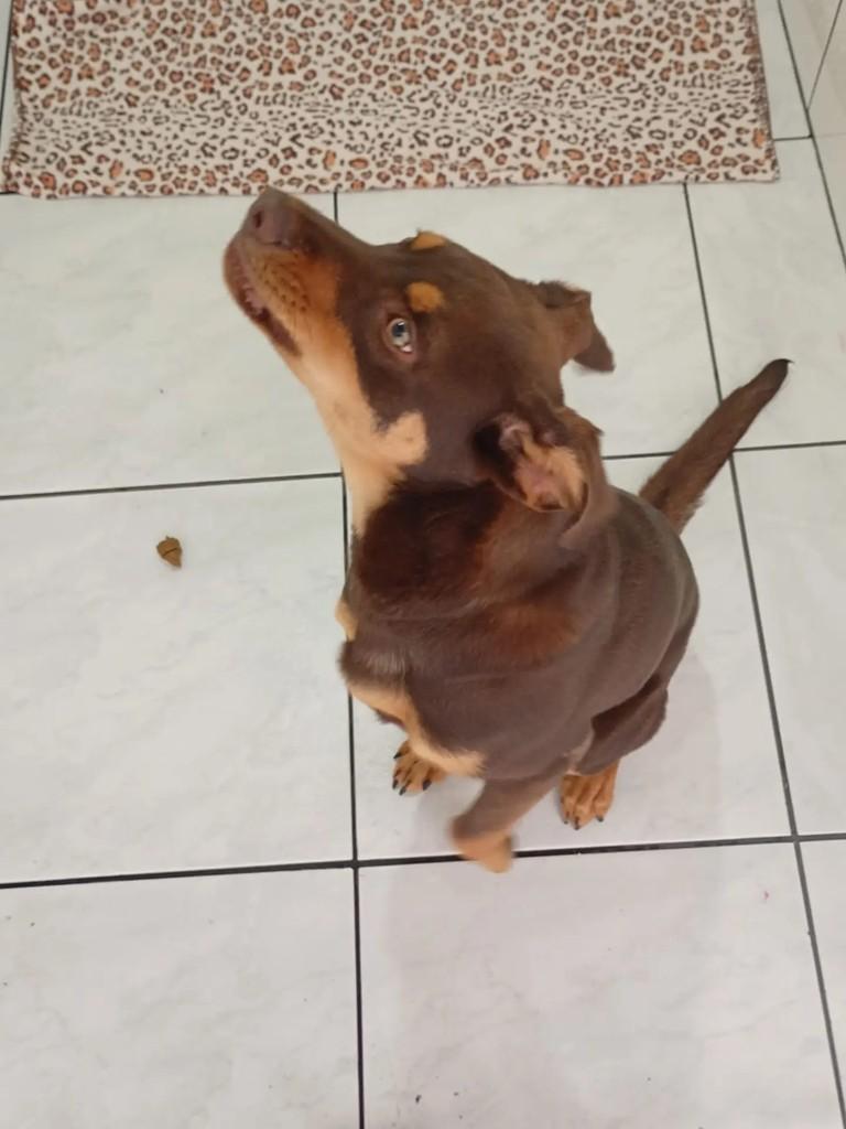 Clifort, cachorro de porte médio para adoção em Blumenau - SC