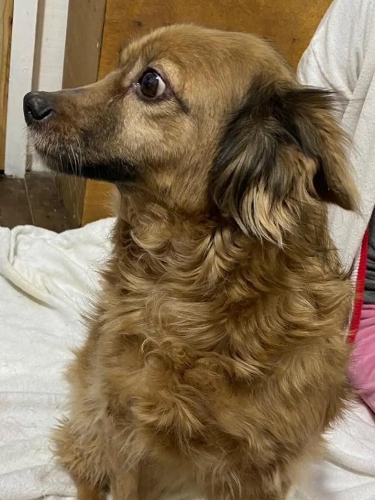 Princesa, cadela de porte médio para adoção em Blumenau - SC