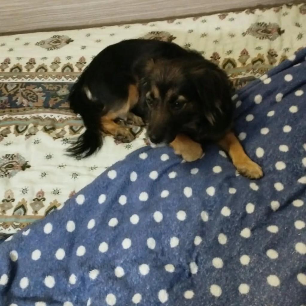Pituca, cachorro de porte pequeno para adoção em Blumenau - SC