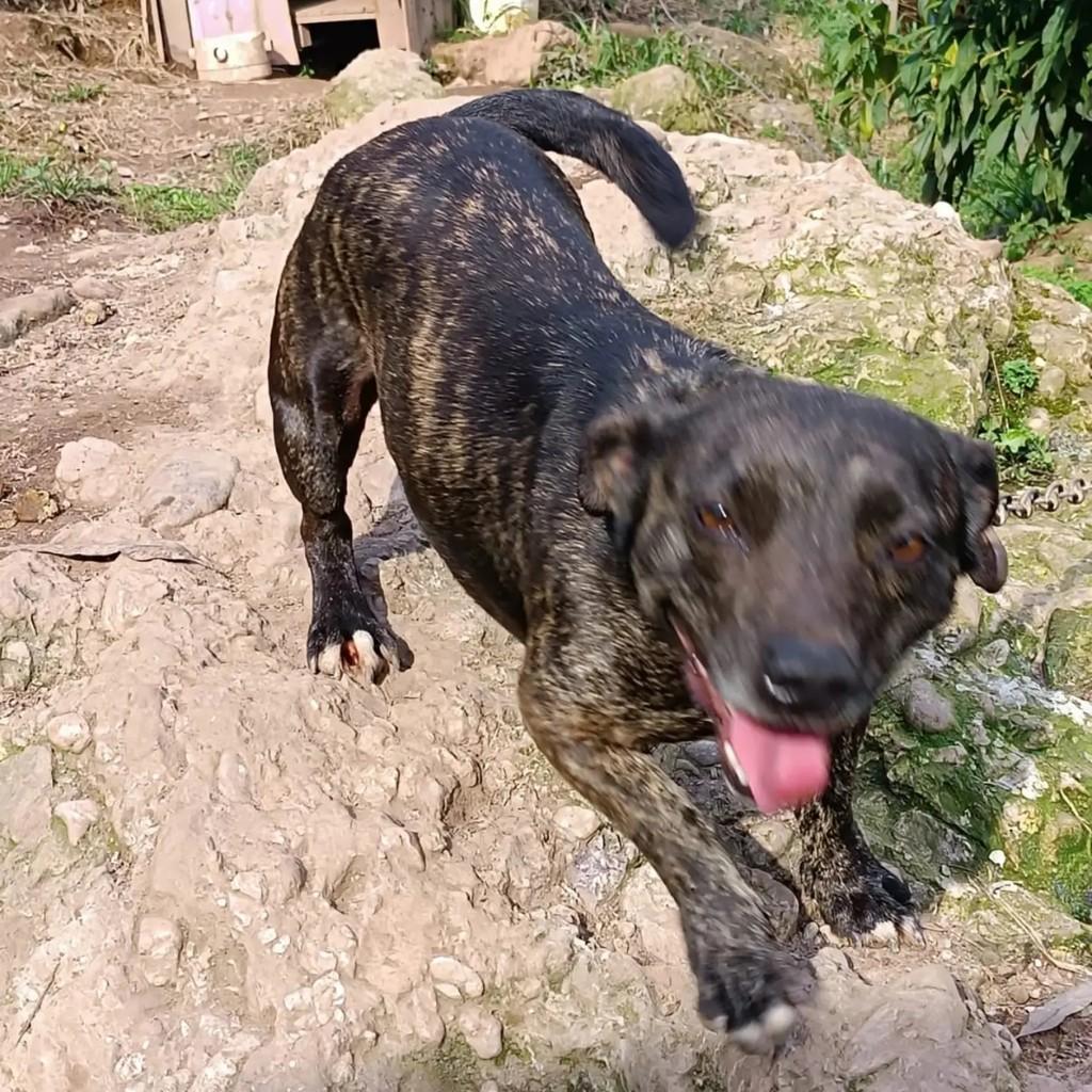 Gaia, cadela de porte médio para adoção em Blumenau - SC